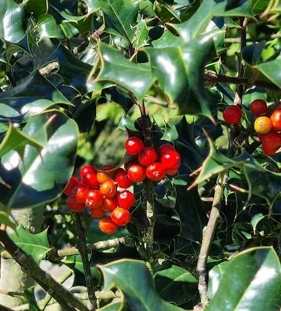 Les Texuques Ii * Nueva De Llanes